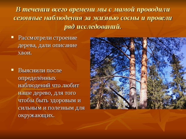 В течении всего времени мы с мамой проводили сезонные наблюдения за жизнью сосны и провели ряд исследований. Рассмотрели строение дерева, дали описание хвои.  Выяснили после определённых наблюдений что любит наше дерево, для того чтобы быть здоровым и сильным и полезным для окружающих.   