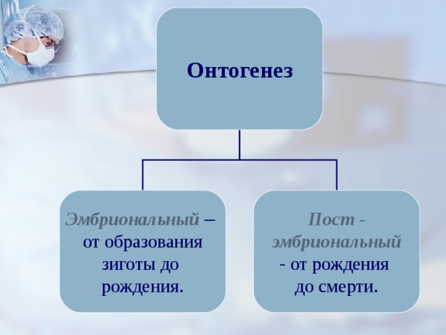 Онтогенез Эмбриональный  – от образования зиготы до рождения. Пост - эмбриональный  от рождения до смерти. 