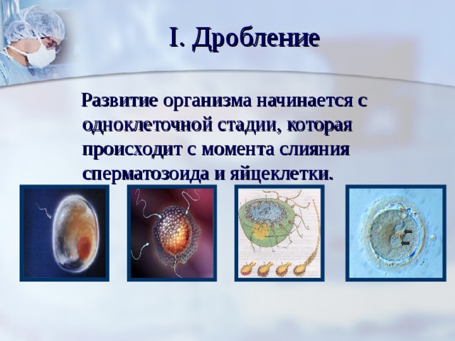 I. Дробление  Развитие организма начинается с одноклеточной стадии, которая происходит с момента слияния сперматозоида и яйцеклетки. 