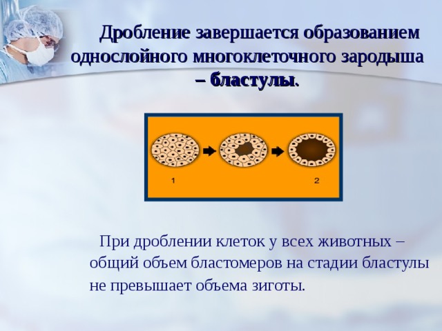 Дробление завершается образованием однослойного многоклеточного зародыша  – бластулы .  При дроблении клеток у всех животных – общий объем бластомеров на стадии бластулы не превышает объема зиготы.  