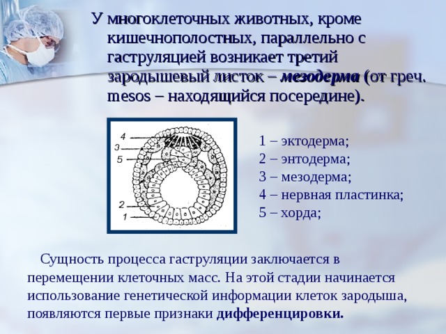 У многоклеточных животных, кроме кишечнополостных, параллельно с гаструляцией возникает третий зародышевый листок – мезодерма (от греч. mesos – находящийся посередине). 1 – эктодерма; 2 – энтодерма; 3 – мезодерма; 4 – нервная пластинка; 5 – хорда;  Сущность процесса гаструляции заключается в перемещении клеточных масс. На этой стадии начинается использование генетической информации клеток зародыша, появляются первые признаки дифференцировки. 