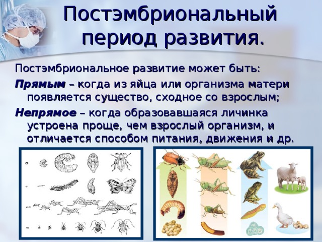 Постэмбриональный  период развития. Постэмбриональное развитие может быть: Прямым – когда из яйца или организма матери появляется существо, сходное со взрослым; Непрямое – когда образовавшаяся личинка устроена проще, чем взрослый организм, и отличается способом питания, движения и др. 