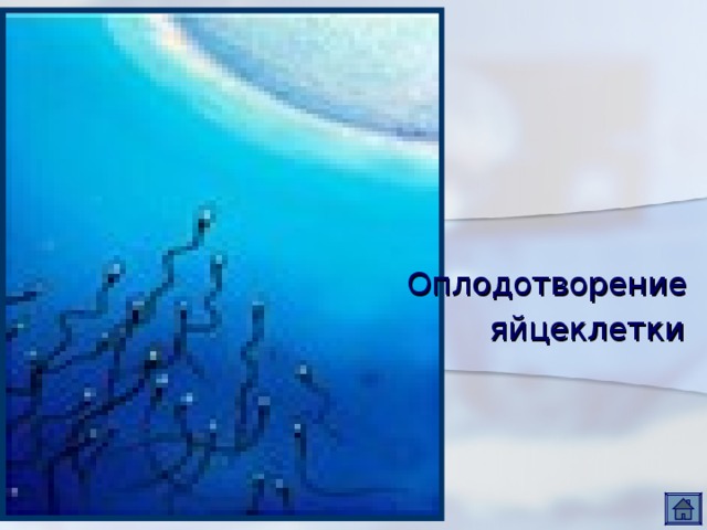 Оплодотворение  яйцеклетки  