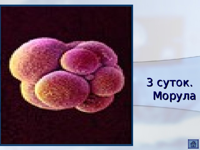 3 суток.  Морула 