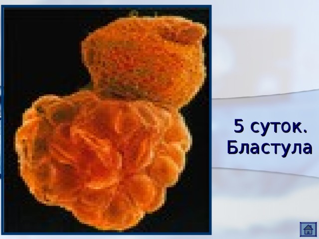 5 суток.  Бластула 