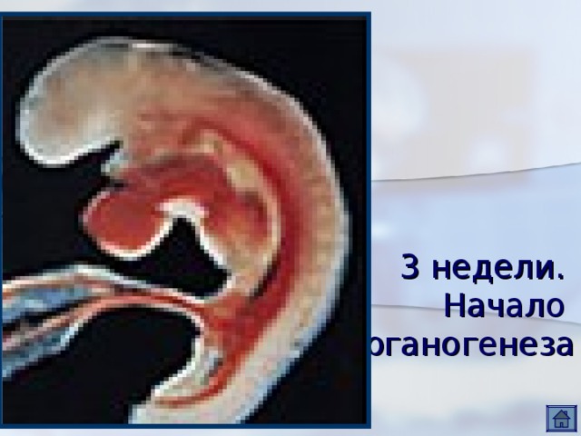3 недели.  Начало  органогенеза 