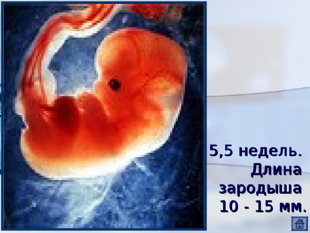 5,5 недель.  Длина  зародыша  10 - 15 мм. 
