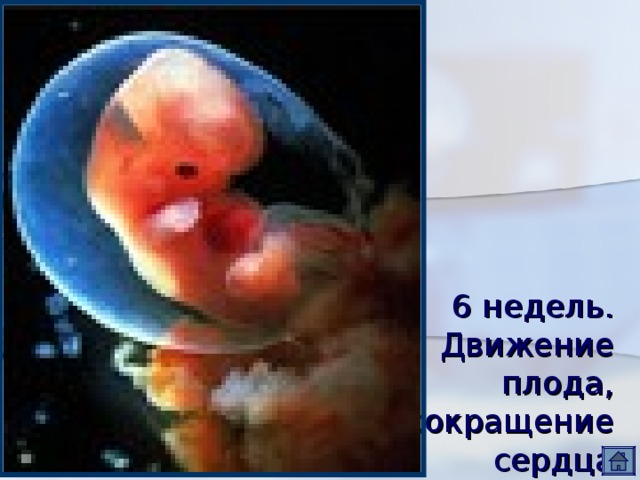 6 недель.  Движение  плода,  сокращение  сердца. 