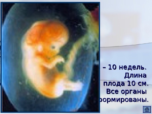 8 – 10 недель.  Длина  плода 10 см.  Все органы  сформированы. 