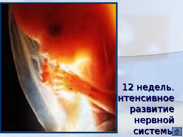 12 недель.  Интенсивное  развитие  нервной  системы. 