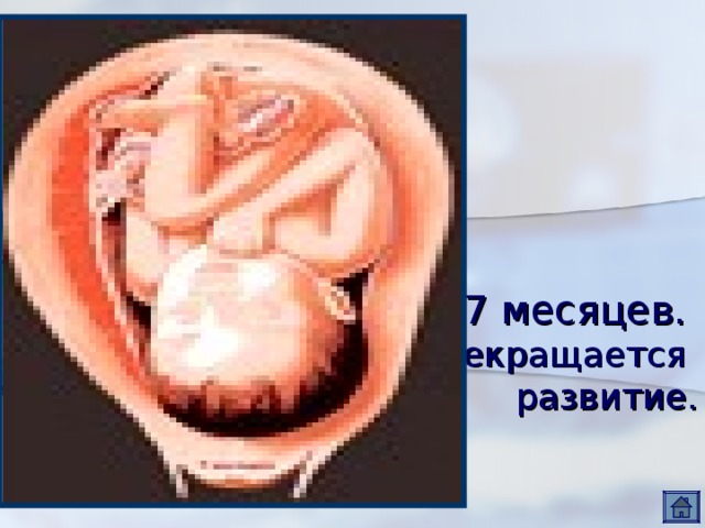 7 месяцев.  Прекращается  развитие. 