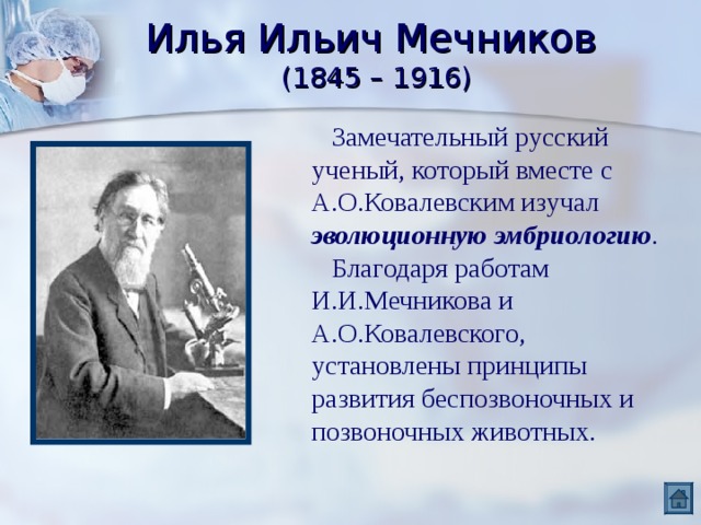 Илья Ильич Мечников  (1845 – 1916)  Замечательный русский ученый, который вместе с А.О.Ковалевским изучал эволюционную эмбриологию .  Благодаря работам И.И.Мечникова и А.О.Ковалевского, установлены принципы развития беспозвоночных и позвоночных животных. 
