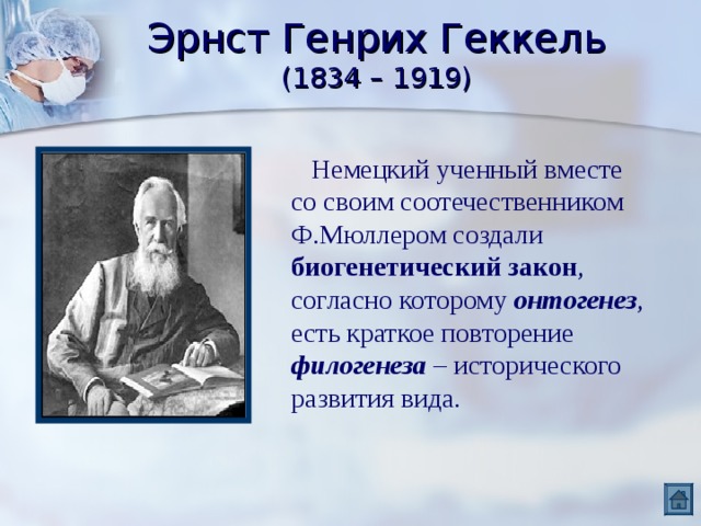 Эрнст Генрих Геккель  (1834 – 1919)  Немецкий ученный вместе со своим соотечественником Ф.Мюллером создали биогенетический закон , согласно которому онтогенез , есть краткое повторение филогенеза – исторического развития вида. 