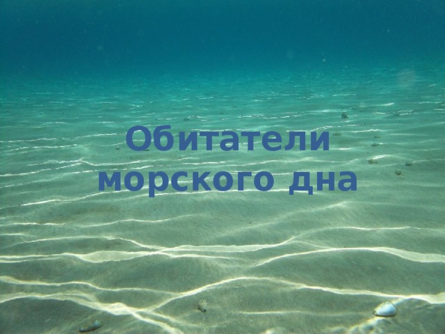 Обитатели  морского дна 