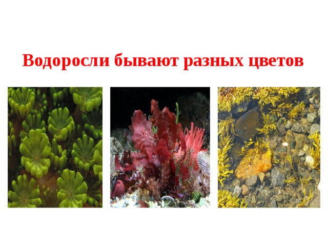 Водоросли бывают разных цветов 