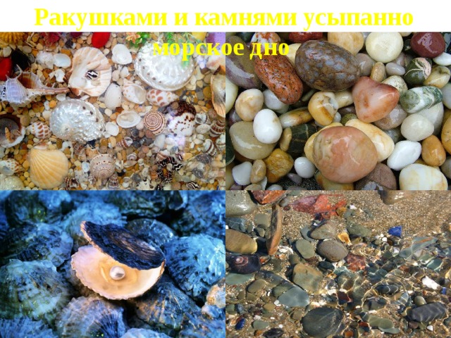 Ракушками и камнями усыпанно морское дно 