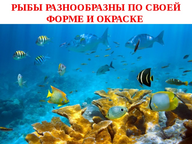 РЫБЫ РАЗНООБРАЗНЫ ПО СВОЕЙ ФОРМЕ И ОКРАСКЕ 
