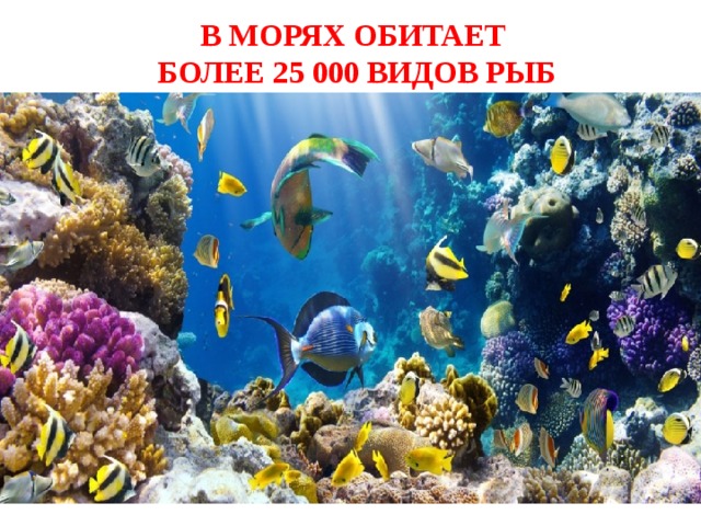 В МОРЯХ ОБИТАЕТ  БОЛЕЕ 25 000 ВИДОВ РЫБ 