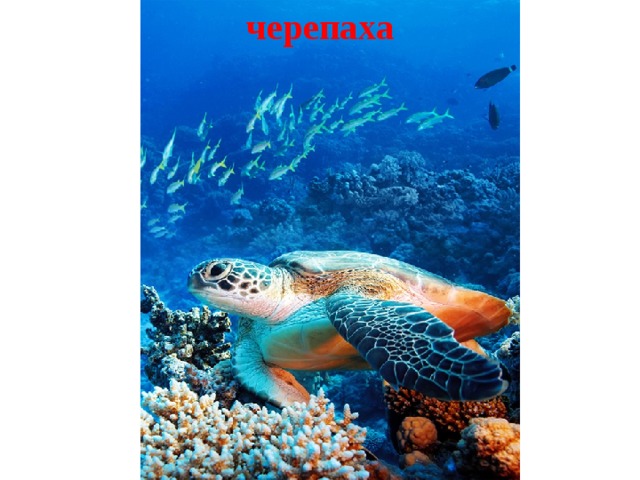 черепаха 