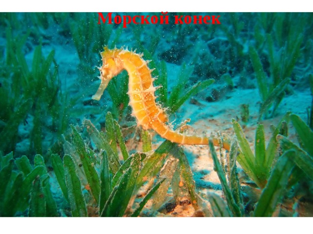 Морской конек 