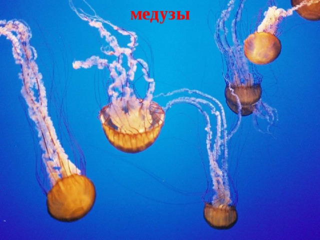 медузы 