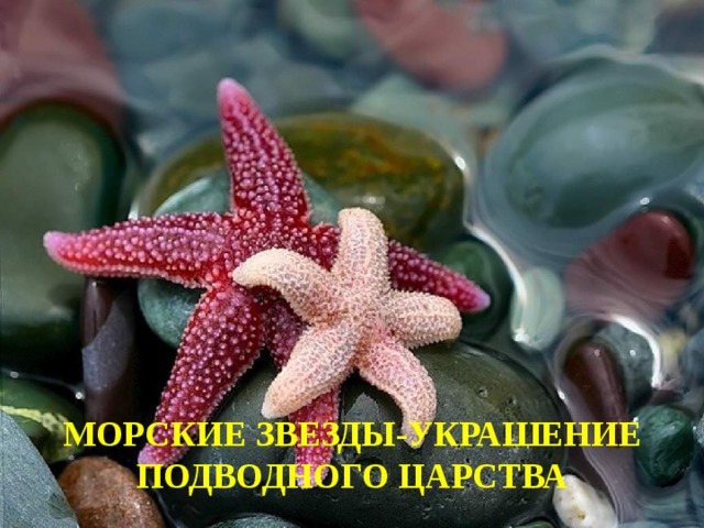 МОРСКИЕ ЗВЕЗДЫ-УКРАШЕНИЕ ПОДВОДНОГО ЦАРСТВА 