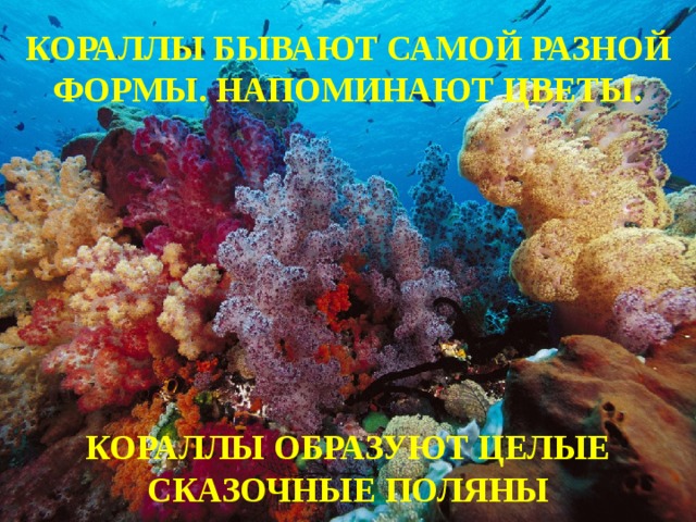 КОРАЛЛЫ БЫВАЮТ САМОЙ РАЗНОЙ ФОРМЫ. НАПОМИНАЮТ ЦВЕТЫ. КОРАЛЛЫ ОБРАЗУЮТ ЦЕЛЫЕ СКАЗОЧНЫЕ ПОЛЯНЫ 