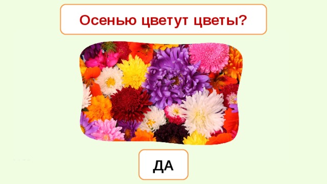 Осенью цветут цветы? ДА 