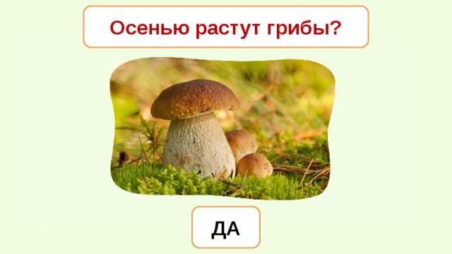 Осенью растут грибы? ДА 