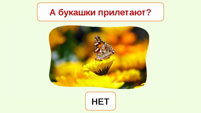 А букашки прилетают? НЕТ 