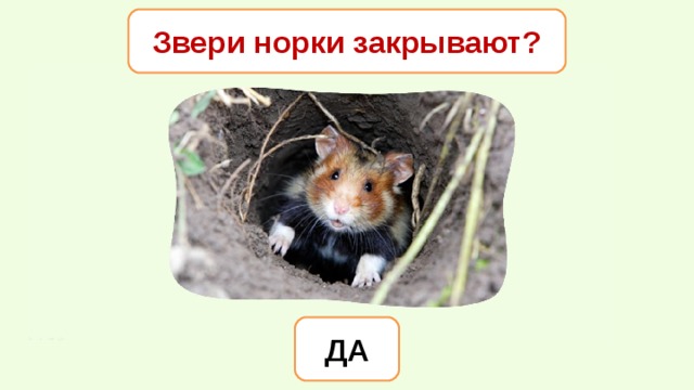 Звери норки закрывают? ДА 