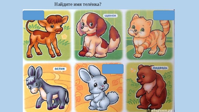 Найдите имя телёнка? 