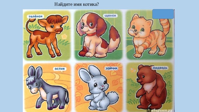 Найдите имя котика? 
