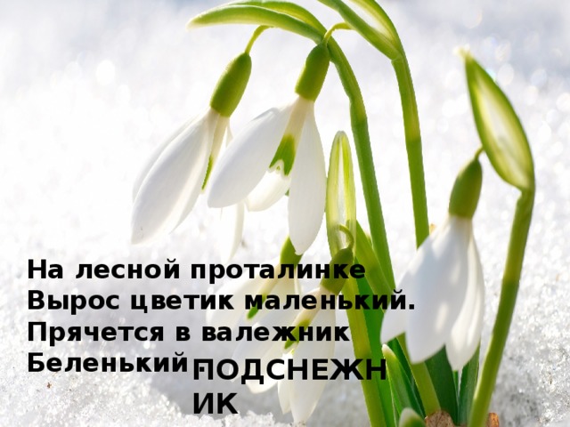 На лесной проталинке  Вырос цветик маленький.  Прячется в валежник  Беленький …   ПОДСНЕЖНИК 