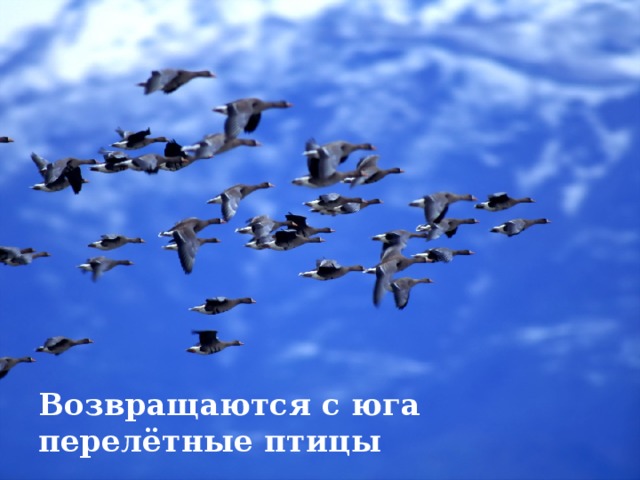 Возвращаются с юга перелётные птицы 