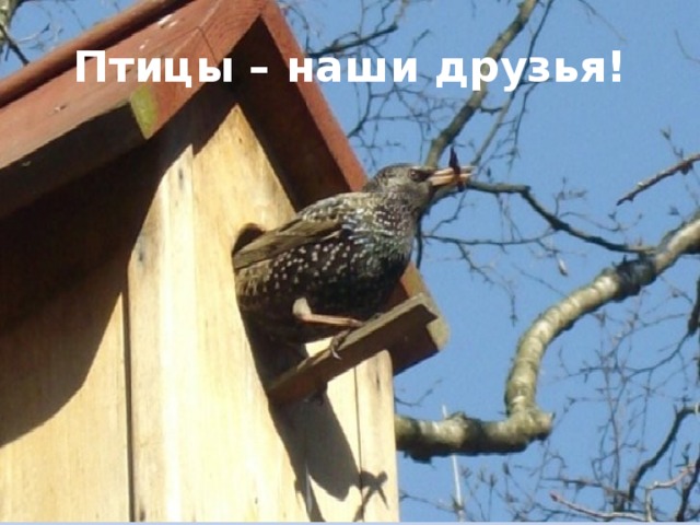 Птицы – наши друзья! 