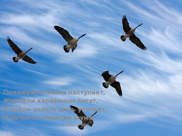 Полюбуйся: весна наступает, Журавли караваном летят, В ярком золоте день утопает, И ручьи по оврагам шумят.  И.Никитин 