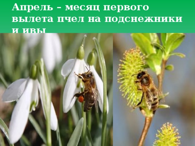Апрель – месяц первого вылета пчел на подснежники и ивы 