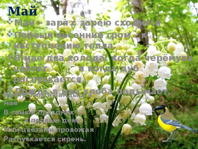 Май Май – заря с зарёю сходится Первый весенний гром – к наступлению тепла. В мае два холода: когда черёмуха цветёт и когда дуб распускается. Дождь в мае хлеба подымает. Распустился ландыш в мае В самый праздник – в первый день. Май цветами провожая Распускается сирень. 
