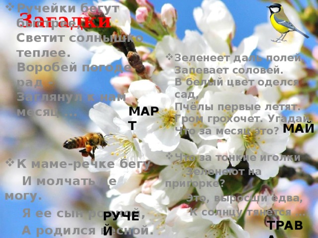 Загадки Зеленеет даль полей,  Запевает соловей.  В белый цвет оделся сад,  Пчёлы первые летят.  Гром грохочет. Угадай,  Что за месяц это? Что за тонкие иголки  Зеленеют на пригорке?  Это, выросши едва,  К солнцу тянется … Ручейки бегут быстрее,  Светит солнышко теплее.  Воробей погоде рад -  Заглянул к нам месяц ...   К маме-речке бегу  И молчать не могу.  Я ее сын родной,  А родился весной.  МАРТ МАЙ РУЧЕЙ ТРАВА  