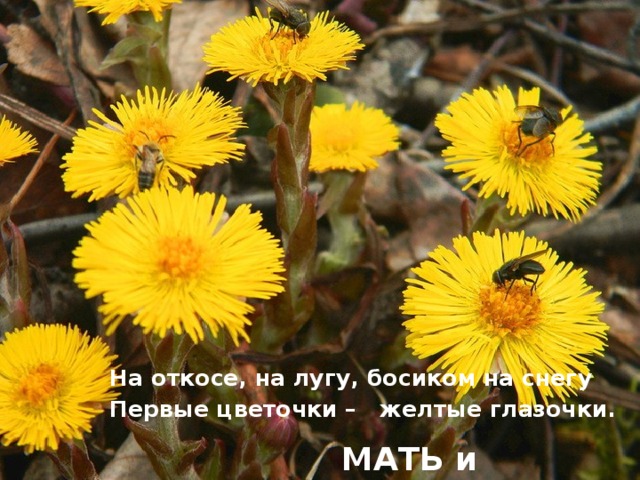 На откосе, на лугу, босиком на снегу Первые цветочки – желтые глазочки. МАТЬ и МАЧЕХА 