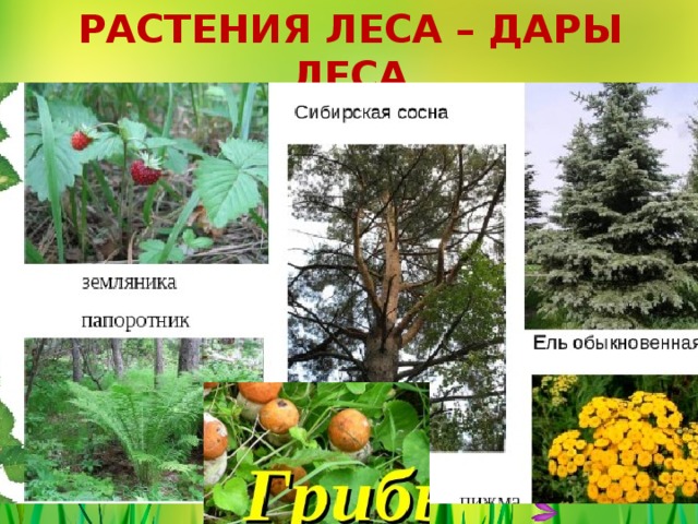 РАСТЕНИЯ ЛЕСА – ДАРЫ ЛЕСА 