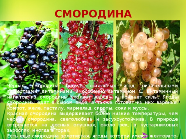 СМОРОДИНА Черная смородина богаче остальных ягод питательными веществами, витаминами и особенно витамином С. Витаминный напиток из смородины утоляет жажду и придает силы. Ягоды смородины едят в сыром виде, а также готовят из них варенье, компот, желе, пастилу, мармелад, сиропы, соки и муссы. Красная смородина выдерживает более низкие температуры, чем черная смородина, светолюбива и засухоустойчива. В природе встречается на лесных опушках, около рек, в кустарниковых зарослях, иногда в горах. Есть еще смородина золотистая, ягоды которой имеют желтовато-белый цвет. Золотистая смородина может расти даже на песчаных или каменных почвах. 