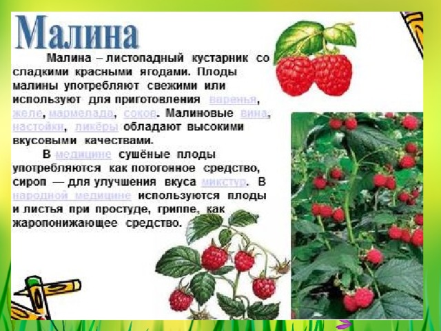 МАЛИНА 