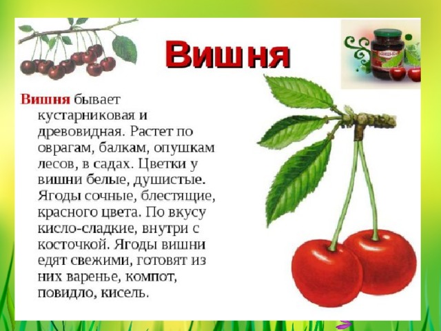 ВИШНЯ 
