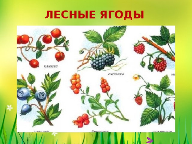 ЛЕСНЫЕ ЯГОДЫ 