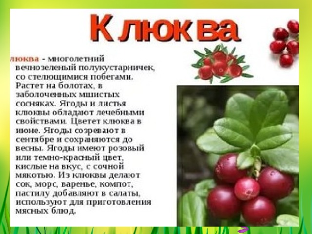 КЛЮКВА 