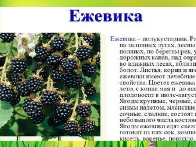ЕЖЕВИКА 