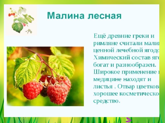 МАЛИНА 