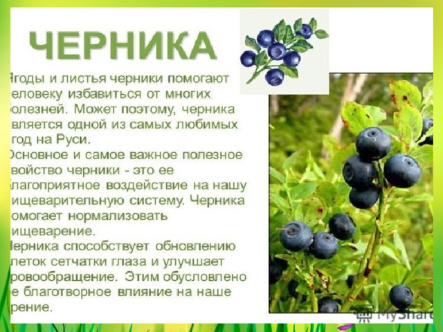 ЧЕРНИКА 